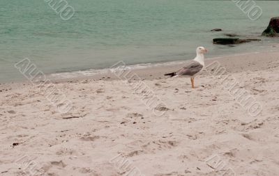 seagull