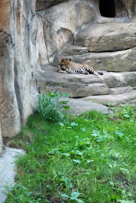 Leopard in the Moskow zoo Leopard in the Moskow zoo