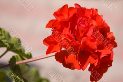 geranium