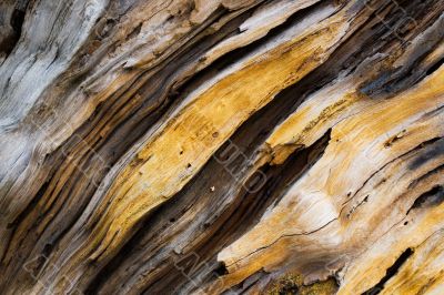 Old pine tree wooden texture Old pine tree wooden texture