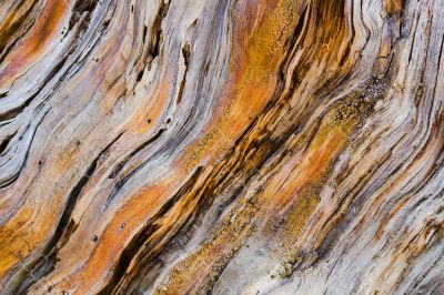 Old pine tree wooden texture Old pine tree wooden texture