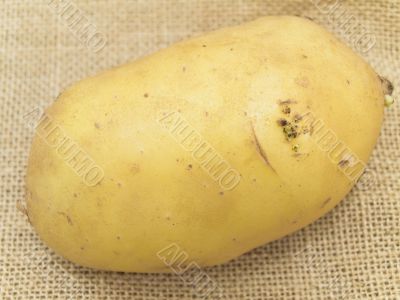 potato