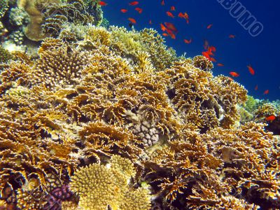 Net fire coral Net fire coral