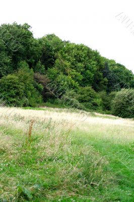 summer meadow and wood summer meadow and wood