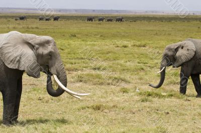 The Elephants of Amboseli