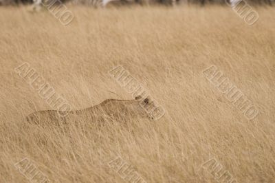 Lioness Hunting
