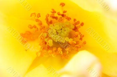 yellow rose yellow rose