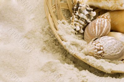 shells in the basket