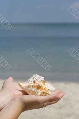 hands with shells