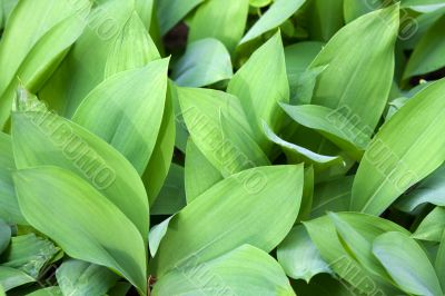 Background from leaves