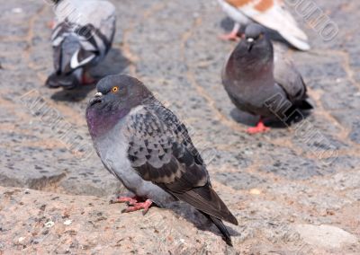 pigeon