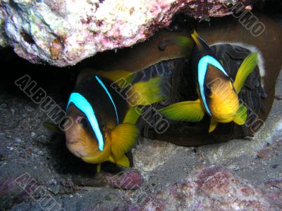 Two small fishes Two small fishes