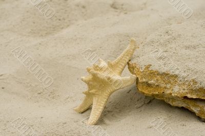 starfish big stone