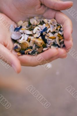 seashells in hands