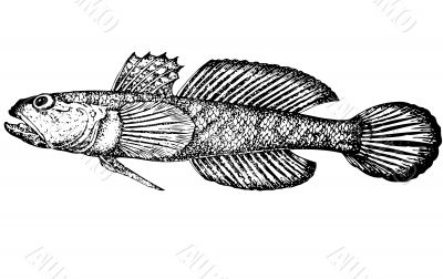 Fish Gobius gumnotrachelus latin Illustration.