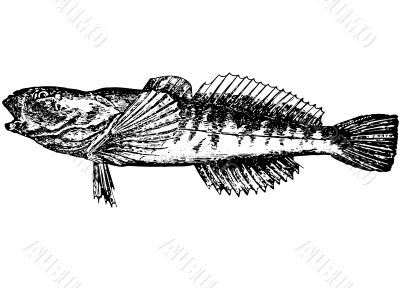 Fish Gobius. Gottus gobio latin Illustration