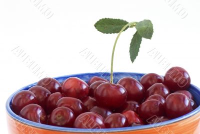 Ripe sweet cherry