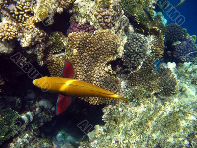 Sheephead parrotfish and coral reef