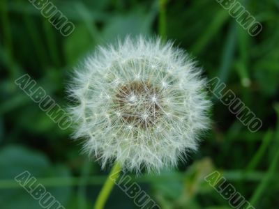 Dandelion