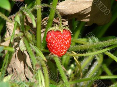 Strawberries