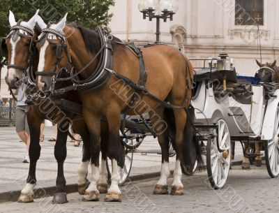 Horses and carriage in Prague Horses and carriage in Prague