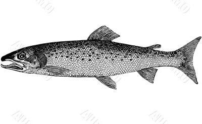 Fish Hucho taimen illustration Fish Hucho taimen illustration