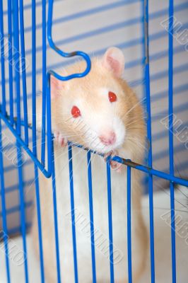 Small red curious rat