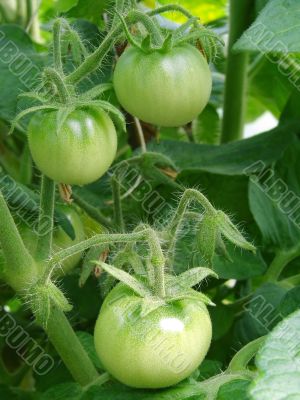 green tomatoes