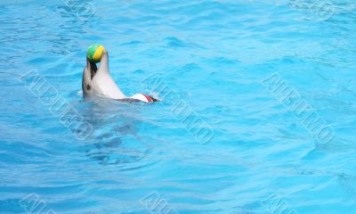 Performing dolphin with ball