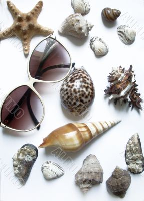 solar glasses and different seashells