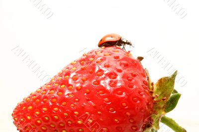 ladybug gourmet