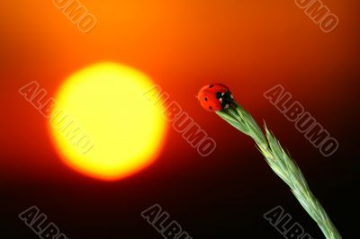 ladybug sunrise