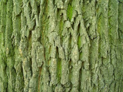 Oak tree bark