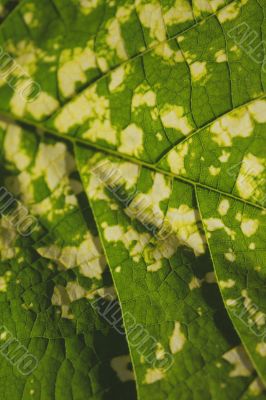 Grape leaf texture