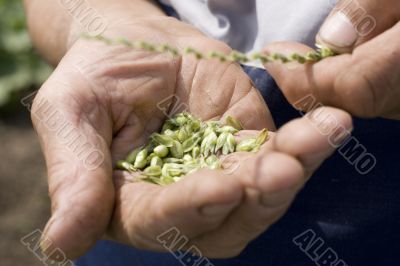 hands holding wheat