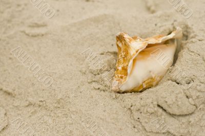 shell on sand