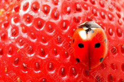 ladybug gourmet