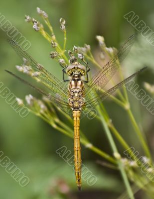 Dragonfly on the flower