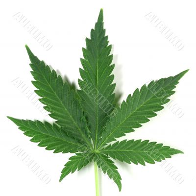 cannabis cannabis
