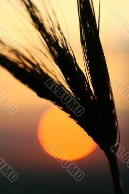 wheat sunrise