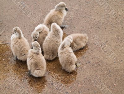 Cygnets Cygnets