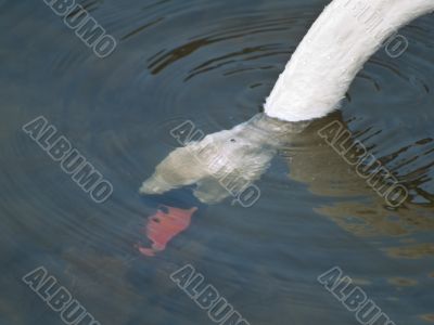 Swan underwater