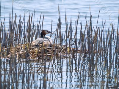 Great Created Grebe