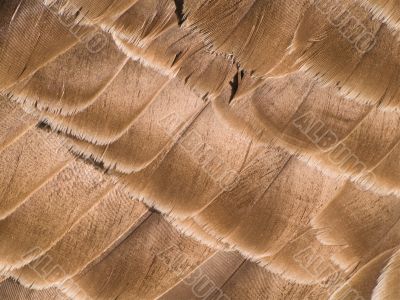 Feather Background Feather Background