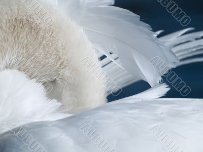 Swan Abstract