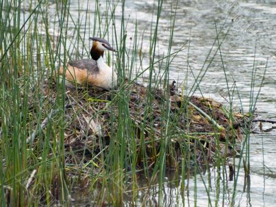 Great Crested Grebe