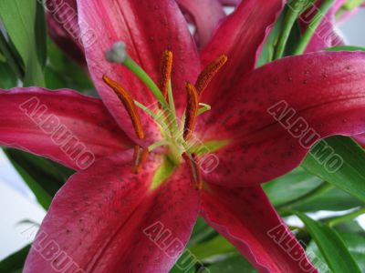 magenta flower close-up