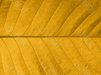 Autumn leaf texture