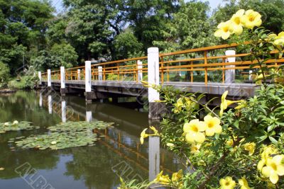 Garden and bridge