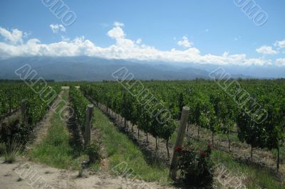 vine yards in the Andes